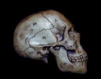 藏品(脊椎動物頭部演化)的圖片